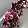 Орхидея Phalaenopsis Black Butterfly, midi (отцвел)