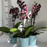 Орхидея Phalaenopsis Black Butterfly, midi (отцвел)