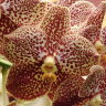 Орхидея Vanda Samphran Brown (отцвела)
