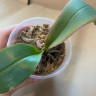 Орхидея Phalaenopsis multiflora (отцвёл, РЕАНИМАШКА*)