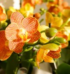 Орхидея Phalaenopsis Little Zorro, midi (отцвел)