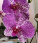 Орхидея Phalaenopsis Buena