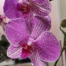 Орхидея Phalaenopsis Buena (отцвел)