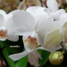 Орхидея Phalaenopsis, mini 
