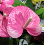 Anthurium Pink Beauty 