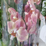 Орхидея Phalaenopsis 