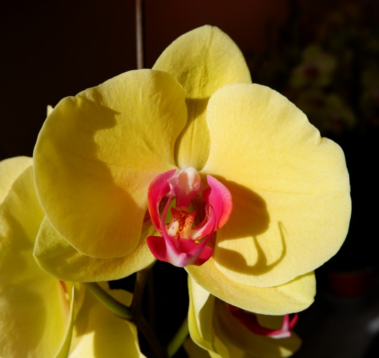 Орхидея Phal. Sin Yaun Golden Beauty (отцвел, РЕАНИМАШКА)