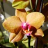 Орхидея Phalaenopsis, midi (отцвёл)