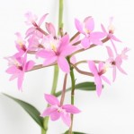 Орхидея Epidendrum Radicans Pink (отцвел,  деленка) 