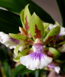 Орхидея Zygopetalum hybrid (отцвел, РЕАНИМАШКА) 