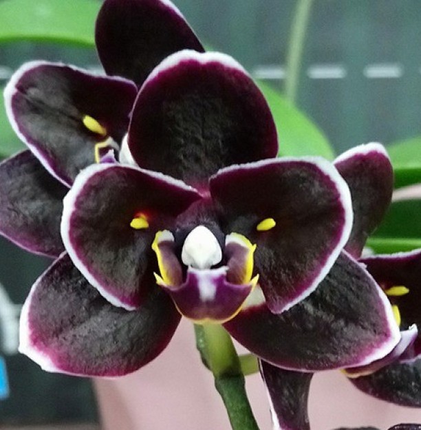 Орхидея Phal. Miki Little Fox, peloric 2 eyes (отцвел)  