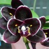 Орхидея Phal. Miki Little Fox, peloric 2 eyes (отцвел)  