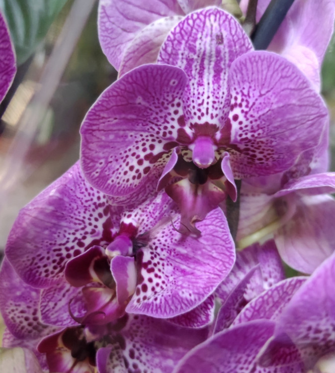 Орхидея Phalaenopsis Street Spirit (отцвел)