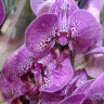 Орхидея Phalaenopsis Street Spirit (отцвел)