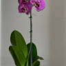 Орхидея Phalaenopsis Street Spirit 