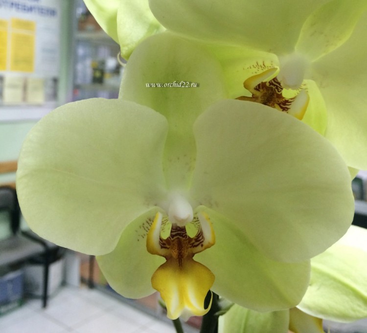 Орхидея Phalaenopsis Yara 