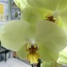 Орхидея Phalaenopsis Yara 