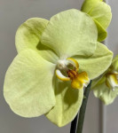 Орхидея Phalaenopsis Yara 