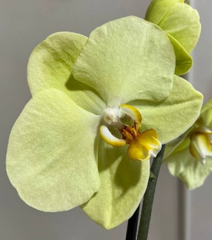 Орхидея Phalaenopsis Yara 