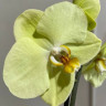 Орхидея Phalaenopsis Yara 