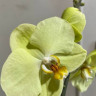 Орхидея Phalaenopsis Yara 