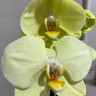 Орхидея Phalaenopsis Yara 