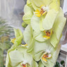 Орхидея Phalaenopsis Yara 