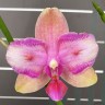 Орхидея Phal. Taisuco Jasper peloric 2 eyes (еще не цвел)   
