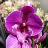 Орхидея Phal. Black Bear, Big Lip (отцвел, РЕАНИМАШКА) 