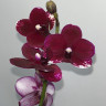 Орхидея Phalaenopsis Black Bird, multiflora 