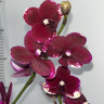 Орхидея Phalaenopsis Black Bird, multiflora 