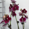 Орхидея Phalaenopsis Black Bird, multiflora 