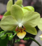 Орхидея Phalaenopsis, multiflora (отцвёл, РЕАНИМАШКА)