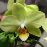 Орхидея Phalaenopsis, multiflora (отцвёл, РЕАНИМАШКА)