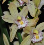 Орхидея Cymbidium mini (отцвел)