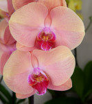 Орхидея Phal. Midsummer Night (отцвел, РЕАНИМАШКА)