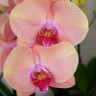 Орхидея Phal. Midsummer Night (отцвел, РЕАНИМАШКА)