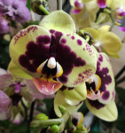 Орхидея Phalaenopsis Amadora (отцвел, РЕАНИМАШКА*)