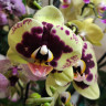 Орхидея Phalaenopsis Amadora (отцвел, РЕАНИМАШКА*)