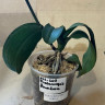 Орхидея Phalaenopsis Amadora (отцвел, РЕАНИМАШКА*)