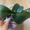 Орхидея Phalaenopsis Amadora (отцвел, РЕАНИМАШКА*)