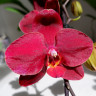 Орхидея Phalaenopsis Ola (отцвел, РЕАНИМАШКА*) 