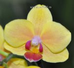 Орхидея Phalaenopsis  multiflora (отцвёл)