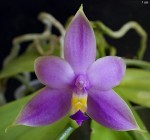 Орхидея Phal.violacea var.coerulea (еще не цвёл)      