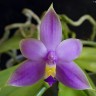 Орхидея Phal.violacea var.coerulea (еще не цвёл)      