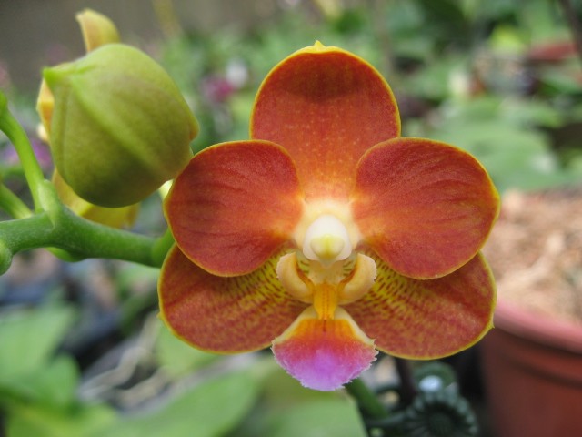 Орхидея Phalaenopsis Yaphon Perfume coffee (еще не цвел)