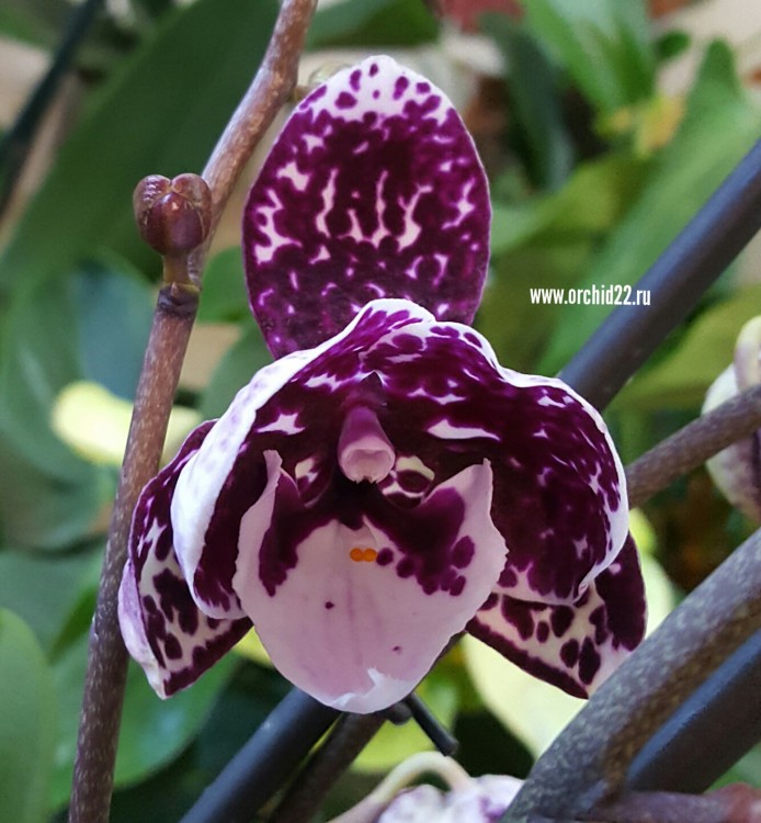 Орхидея Phalaenopsis Big Lip, multiflora (отцвел)