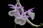 Орхидея Dendrobium primulinum (отцвел)  