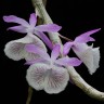Орхидея Dendrobium primulinum (отцвел)  