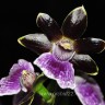 Орхидея Zygopetalum hybrid (отцвёл)